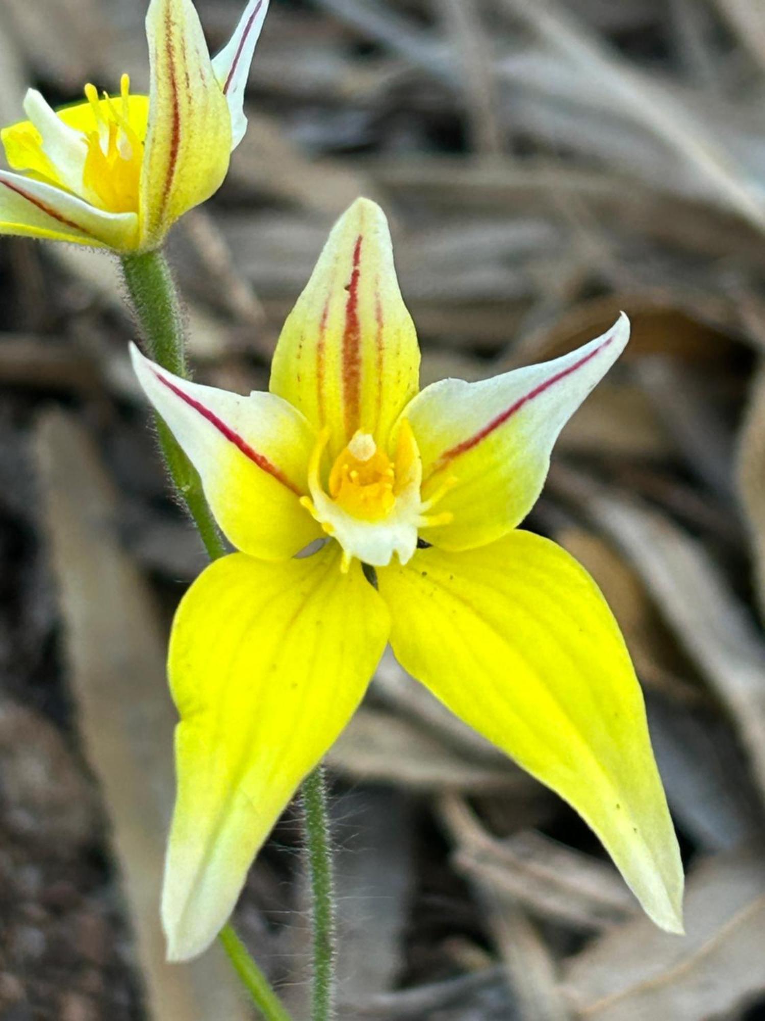 Yelverton Brook Conservation Sanctuary Metricup Exterior foto